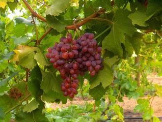 Grand Harvest Wine Festival